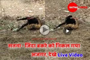 Satna News : जिंदा बकरे को निगल गया अजगर, देखे Live वीडियो