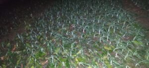 Singrauli News :सरई के बरका इलाके में हुई ओलावृष्टि ,फसले तबाह, किसानों में मची हाय तौबा