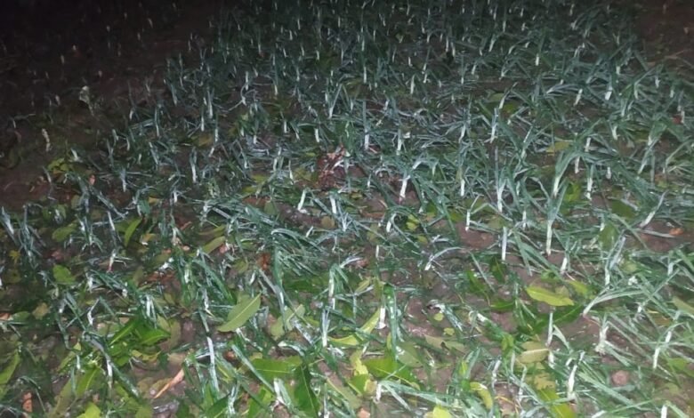 Singrauli News :सरई के बरका इलाके में हुई ओलावृष्टि ,फसले तबाह, किसानों में मची हाय तौबा