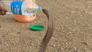 जहरीले कोबरा ने पिया बोतल से पानी: डरे-सहमे सांप ने बुझाई अपनी प्यास, वीडियो वायरल