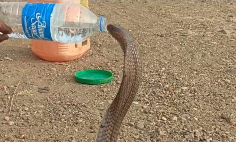 जहरीले कोबरा ने पिया बोतल से पानी: डरे-सहमे सांप ने बुझाई अपनी प्यास, वीडियो वायरल