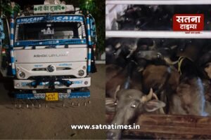 Satna News भैंसो की तस्करी करने वाले गिरोह को भैंस पडवा से भरे ट्रक सहित पकडा गया