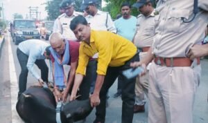 सड़कों पर आवारा घूमने वाले पशुओं के गले में बांधी गई रेडियम की पट्टियां