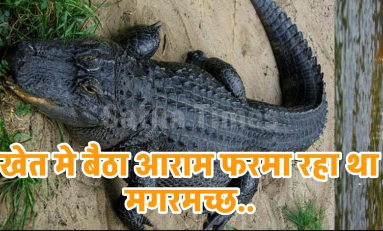 रहवासी इलाके में निकला विशालकाय मगरमच्छ