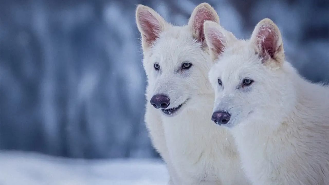 Dire Wolf: 10 हज़ार साल बाद धरती पर लौटे 'डायर वुल्फ', अमेरिका में गुप्त ठिकाने पर जिंदा