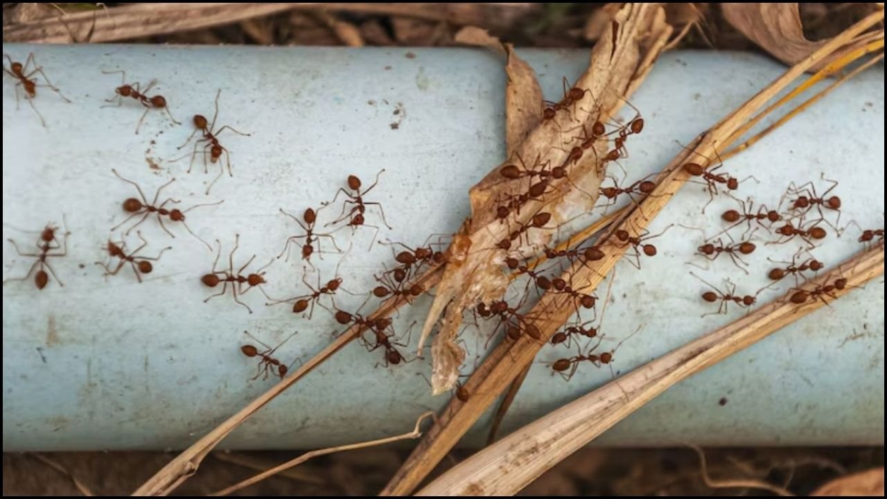 Ants Smuggling: केन्या में 5000 चींटियों का व्यापार, बेल्जियम के लड़कों पर बड़ा जुर्माना!