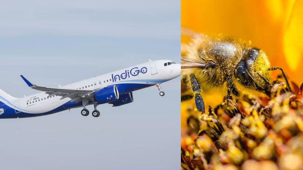 Bees attack on IndiGo flight: इंडिगो फ्लाइट पर मधुमक्खियों का हमला! सूरत एयरपोर्ट पर मचा हड़कंप!