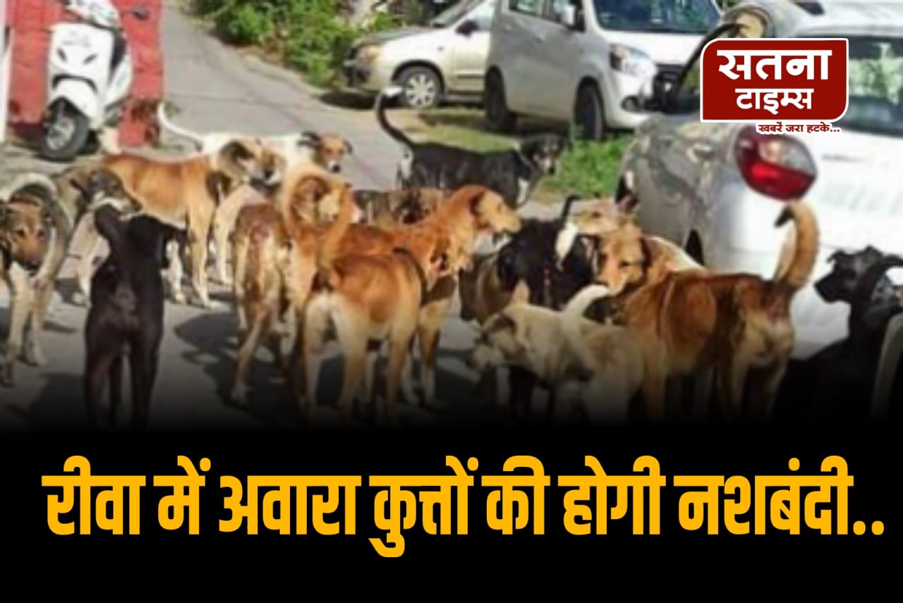 रीवा में आवारा कुत्तों पर नकेल, 4 हजार की होगी नसबंदी – निगम ने जबलपुर की कंपनी को दिया ठेका